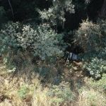 Vídeo: carro com quatro passageiros cai em ribanceira na BR-381 em Caeté, na Grande BH