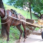 BH proíbe circulação de carroças puxadas por animais a partir desta quinta (22)