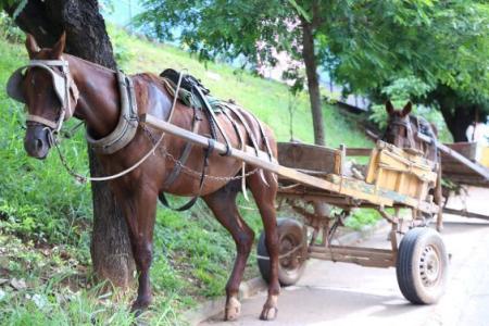 Carroceiros temem deslocamento no mercado de trabalho com proibição de atividade
