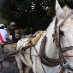 BH: Justiça suspende multa contra carroceiros que descumprirem proibição da atividade