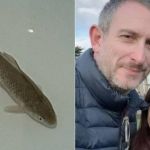 Peixe 'ressuscita' após dois dias no freezer e ganha nome de Lázaro