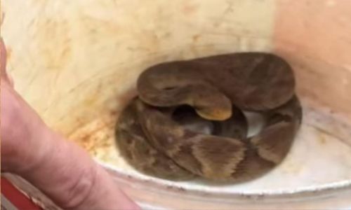 Cascavel capturada em micro-ônibus acidentado em Juiz de Fora