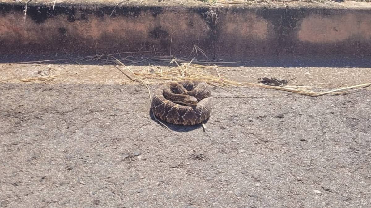 Bombeiros resgatam animal silvestre no meio da rua em Araxá