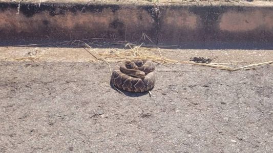Cascavel estava em situação de estresse por se sentir ameaçada em área urbana