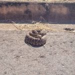 Bombeiros resgatam animal silvestre no meio da rua em Araxá