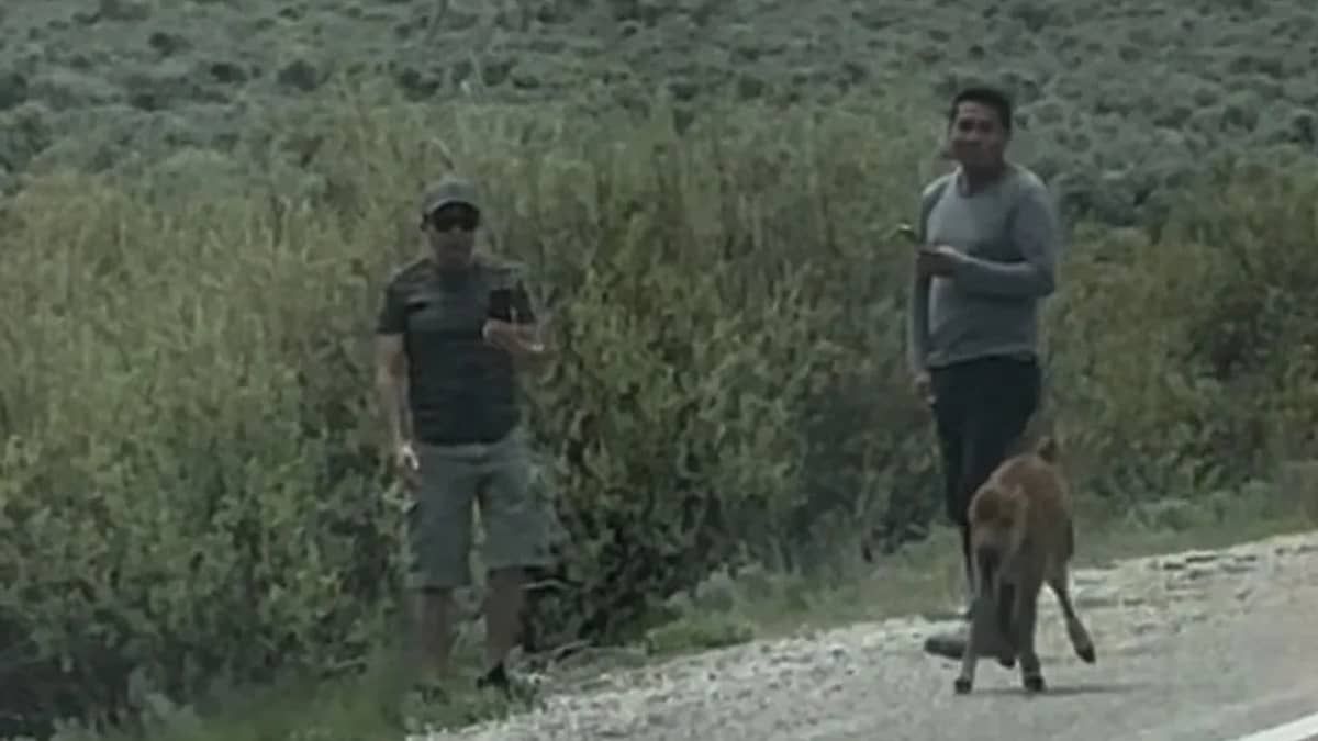 Autoridades dos Estados Unidos procuram homens que encostaram em bisão durante visita a parque