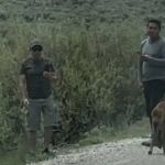 Autoridades dos Estados Unidos procuram homens que encostaram em bisão durante visita a parque