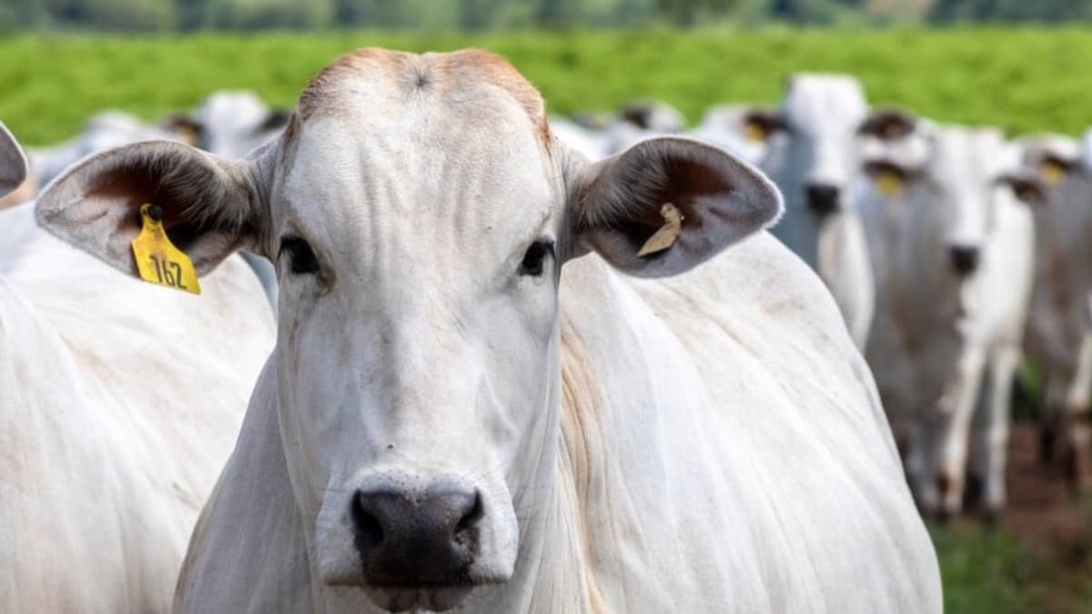 Pará confirma caso de 'vaca louca', mas descarta risco de infecção em humanos