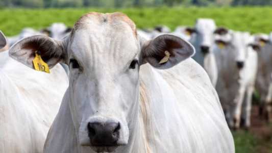 Caso de animal infectado com "mal da vaca louca" foi confirmado no Pará