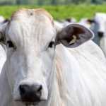 Pará confirma caso de 'vaca louca', mas descarta risco de infecção em humanos