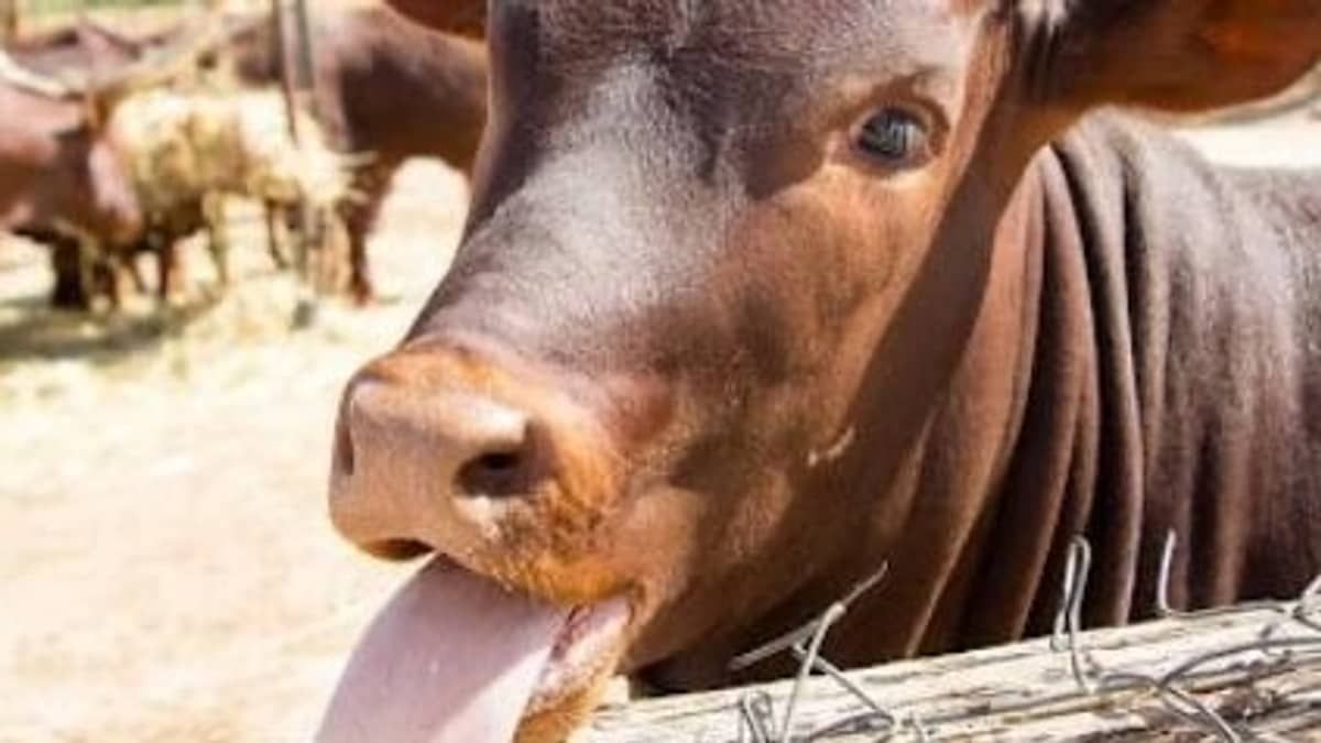 O Brasil está livre da vaca louca