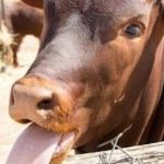 O Brasil está livre da vaca louca