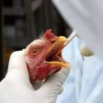 Gripe aviária mata menina de 11 anos 