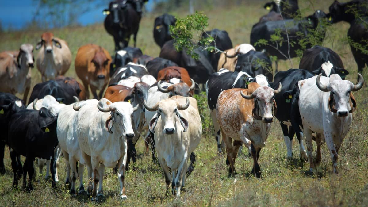 Mal da 'Vaca Louca' pode ser transmitido para humanos; conheça os sintomas