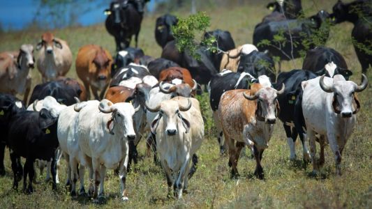 Caso um animal seja identificado com a doença, em geral, rebanho inteiro precisa ser sacrificado