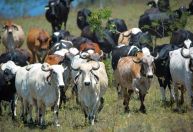 Declaração de rebanho no RS começa em 1º de abril e vai até junho