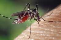 Minas registra 23 mortes por dengue e 29.116 casos confirmados