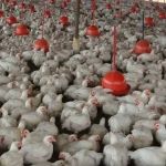 Gripe aviária: Ministério da Agricultura confirma mais um caso da doença