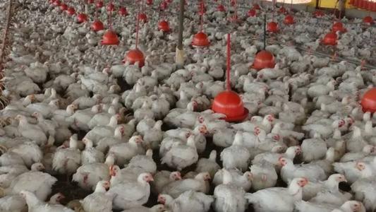 De acordo com o ministério, há outras 12 investigações em andamento, com coleta de amostra e sem resultado laboratorial conclusivo