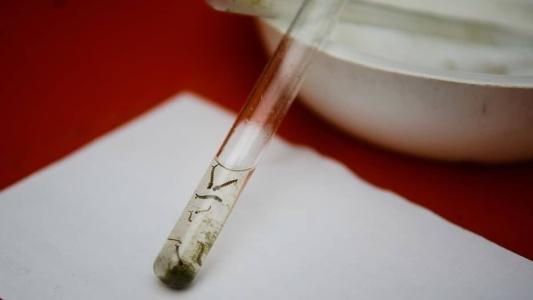 Casos de dengue aumentaram cerca de 70% em Belo Horizonte desde o início de março