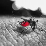 Região dos Inconfidentes enfrenta surto de dengue com mais de 1.250 casos em Mariana