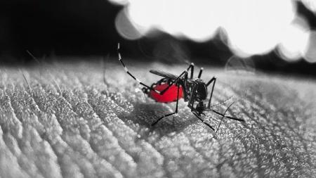 Casos de Dengue aumentaram na região dos Inconfidentes