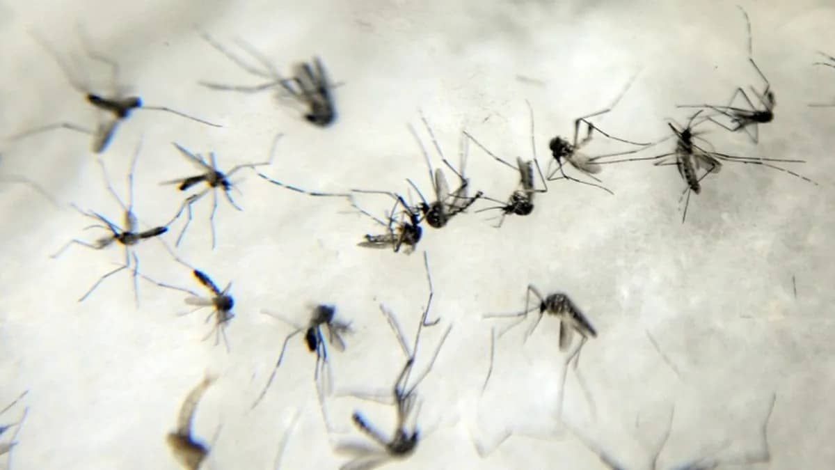 Duas pessoas morrem por chikungunya em Minas Gerais