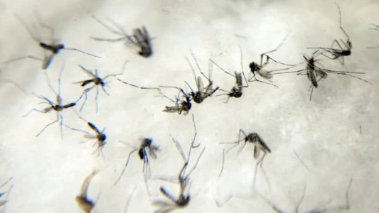 Casos de dengue e chikungunya crescem em Minas Gerais