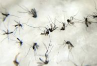 Cidade do MS decreta calamidade em saúde pública após epidemia de chikungunya