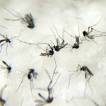 Duas pessoas morrem por chikungunya em Minas Gerais