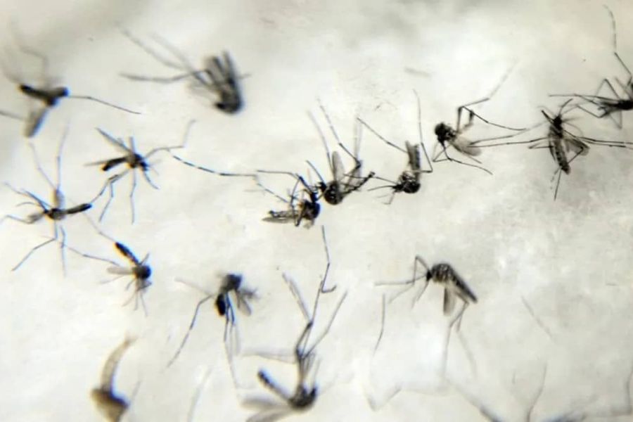 Cidade do MS decreta calamidade em saúde pública após epidemia de chikungunya