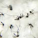 Duas pessoas morrem por chikungunya em Minas Gerais