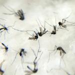 Duas pessoas morrem por chikungunya em Minas Gerais
