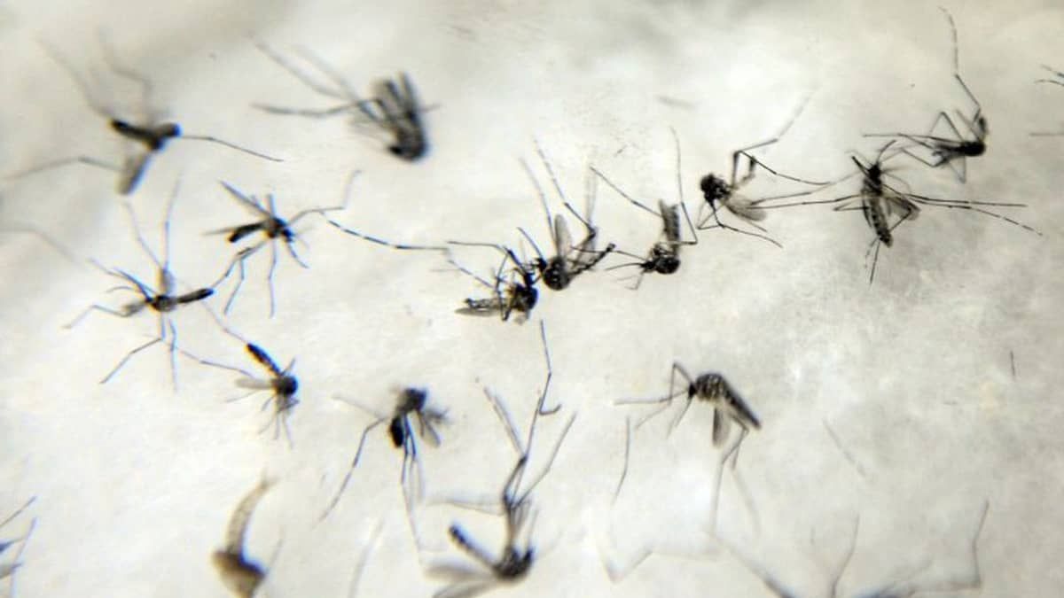 Casos de chikungunya crescem 300% em duas semanas em BH