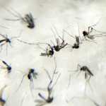 Casos de chikungunya crescem 300% em duas semanas em BH