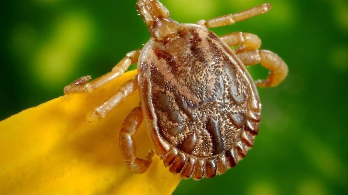 Conselheiro Lafaiete (MG) confirma duas mortes por febre maculosa 