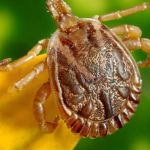 Conselheiro Lafaiete (MG) confirma duas mortes por febre maculosa 