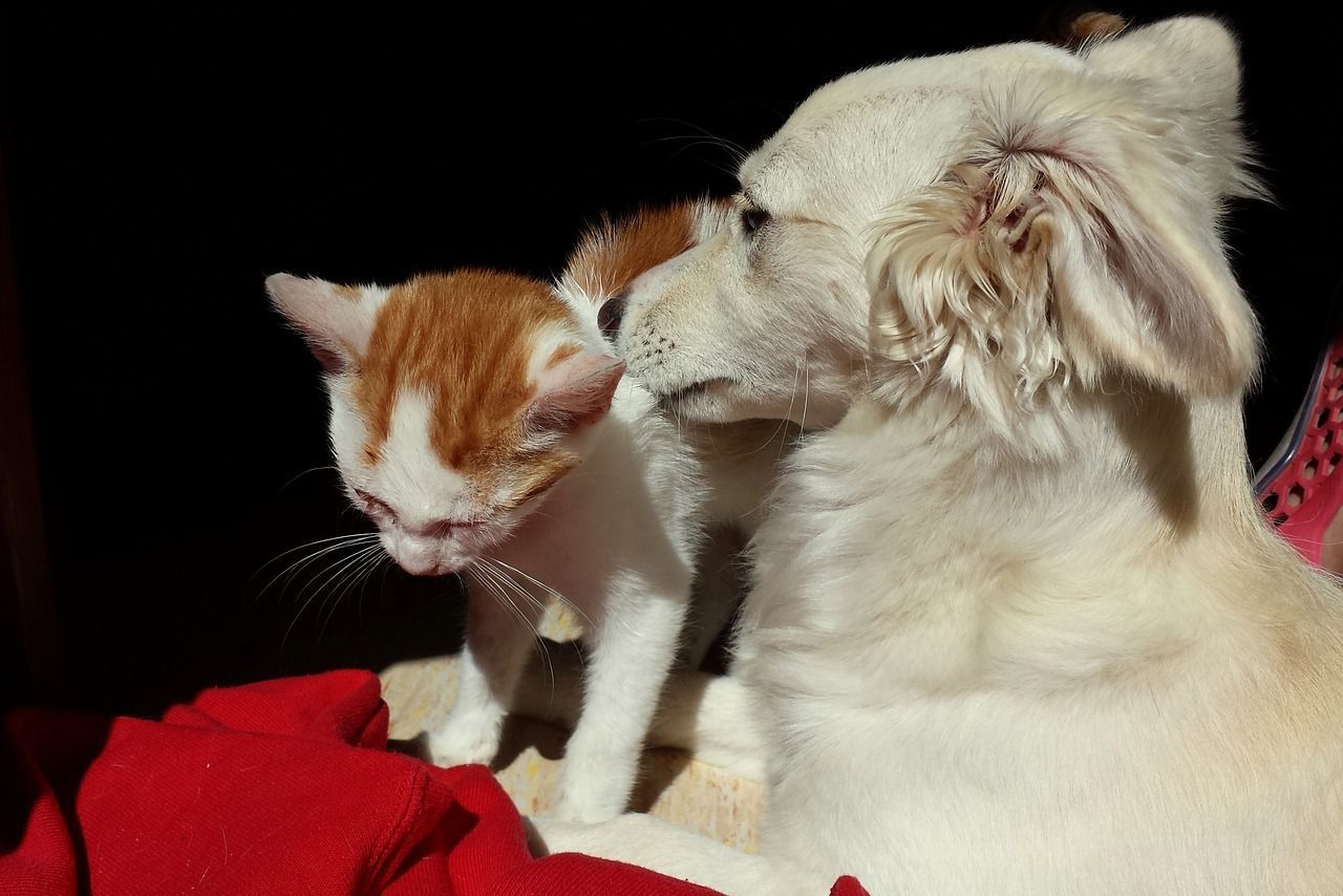 MG usa sistema estadual de identificação de animais para gestão populacional de pets