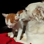 MG usa sistema estadual de identificação de animais para gestão populacional de pets
