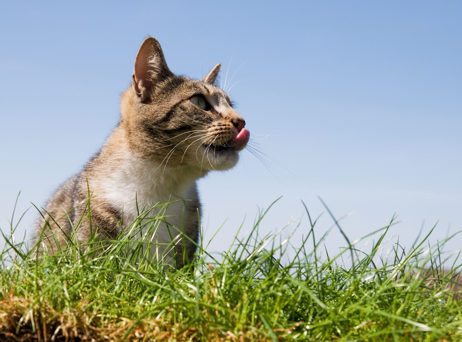 Seu gato come graminha? Descubra por que isso faz bem à saúde e ao comportamento