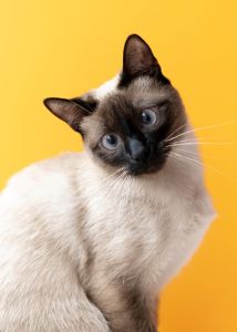 Gato