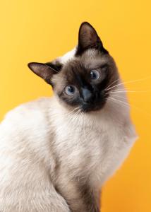 Gato