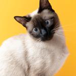 Saiba como um gato escolhe sua pessoa favorita