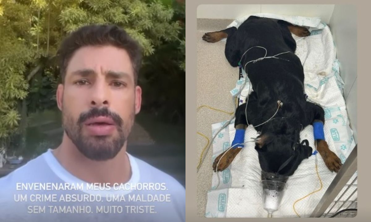 Polícia investiga se cães envenenados no RJ ingeriram produto usado para matar ervas daninhas