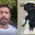 Cachorros de Cauã Reymond são envenenados e ator se revolta: 'À beira da morte'