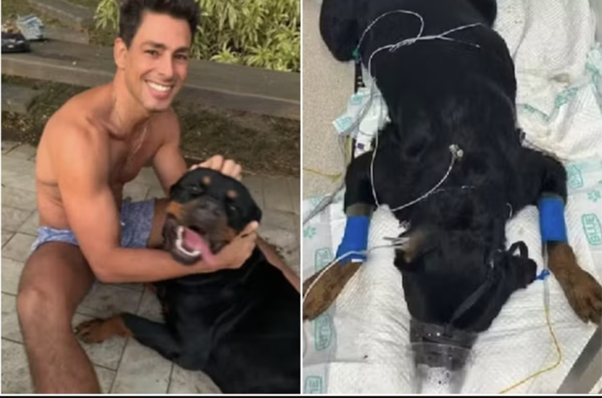 Após morte de cachorro de Cauã Reymond, número de animais envenenados pode chegar a 40