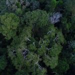 Cúpula da Amazônia: Gisele Bündchen, DiCaprio e outros famosos que defendem a região