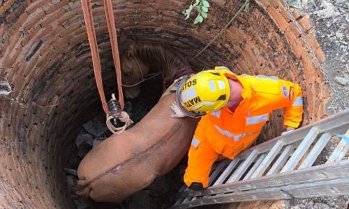 Cavalo estava em caído em uma fossa de aproximadamente 4 metros quando foi encontrado pela equipe do 8º Pelotão de Bombeiros Militar