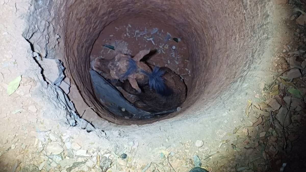 Cavalo que caiu em fossa de 4 metros de profundidade é resgatado em Minas Gerais