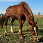 Cavalo Caramelo engorda 50 quilos e está saudável; confira fotos do animal um mês após resgate